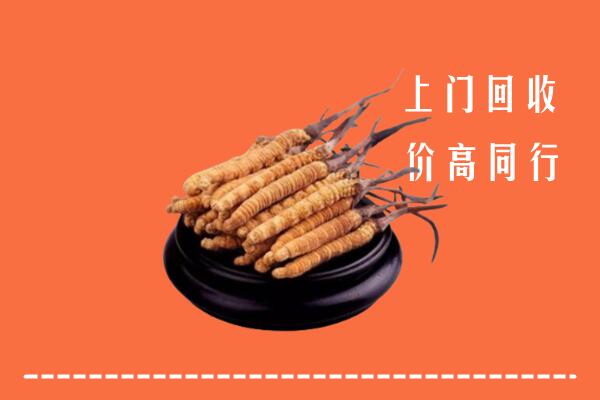 附近收购：文山冬虫夏草回收多少钱每克